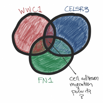 Illustration of three of the four identified genes are involved in cell adhesion, migration, and polarity