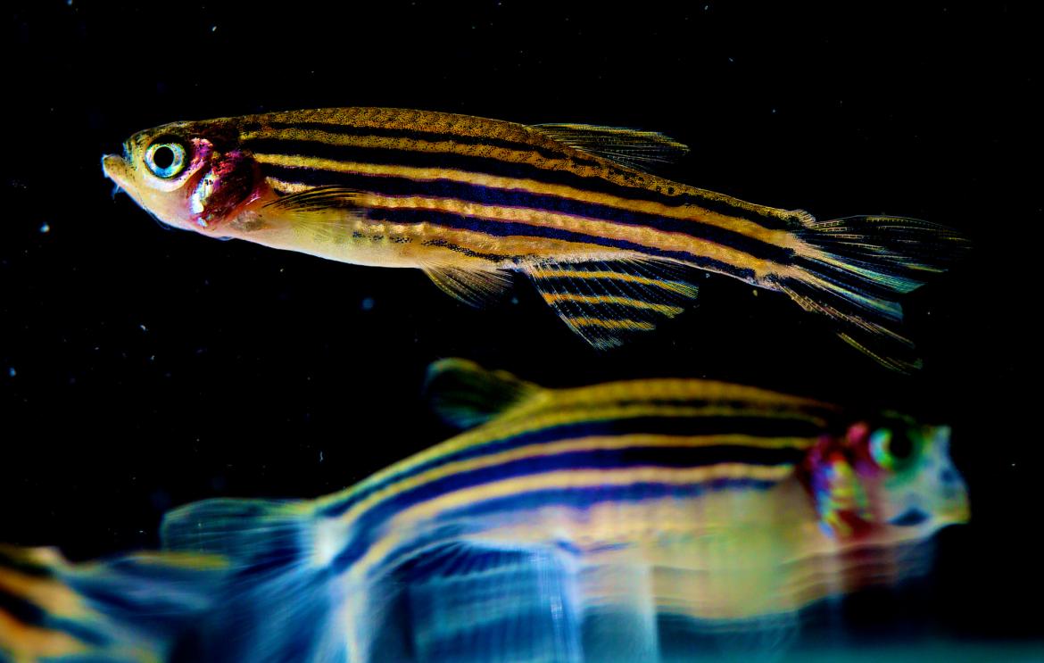 Zebrafish and its mirrored reflection below