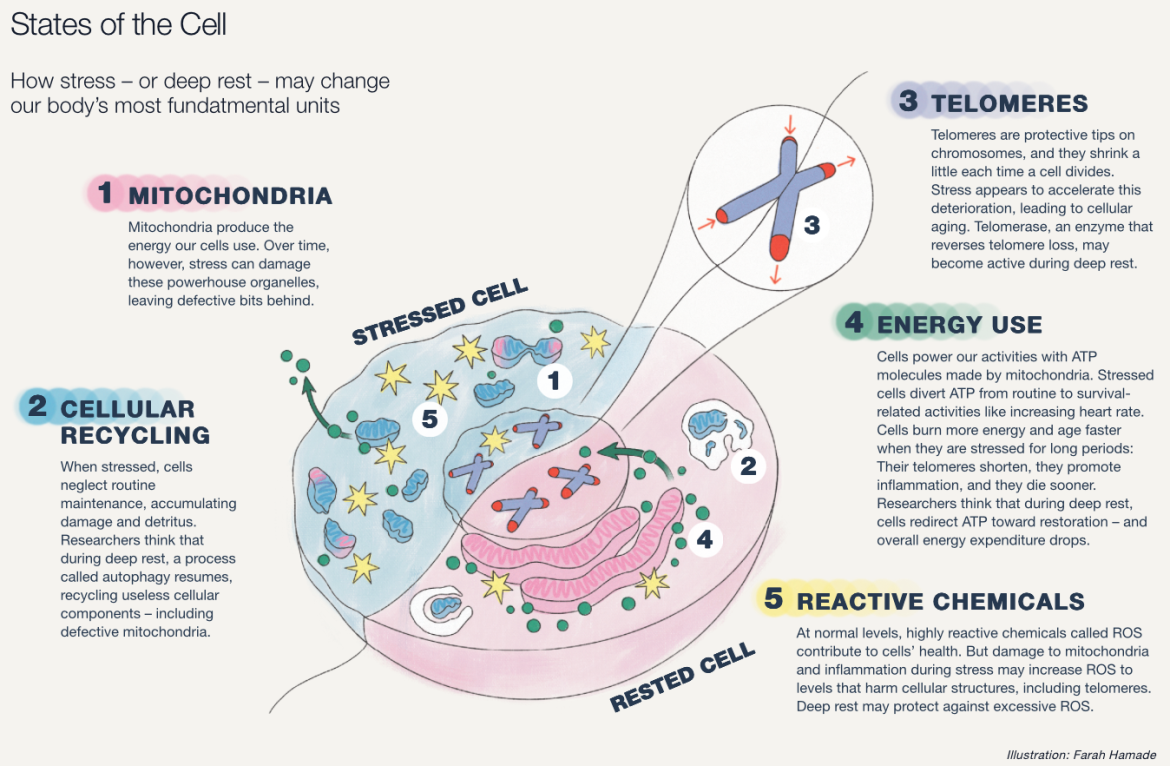 States of the Cell  How stress – or deep rest – may change our body’s most fundatmental units  1 MITOCHONDRIA  Mitochondria produce the energy our cells use. Over time, however, stress can damage these powerhouse organelles, leaving defective bits behind.