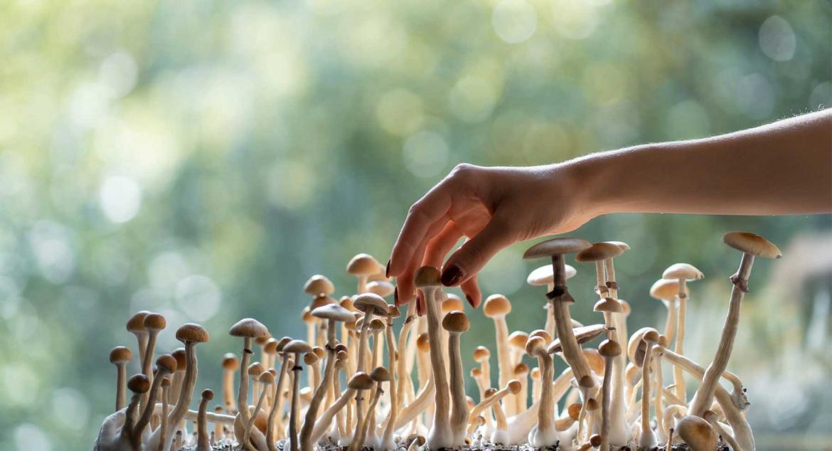 photo of a hand picking psychedelic mushrooms