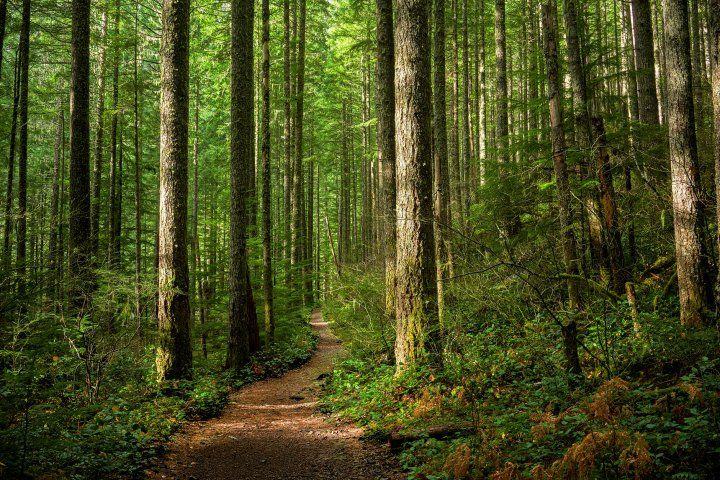Forest of tall trees