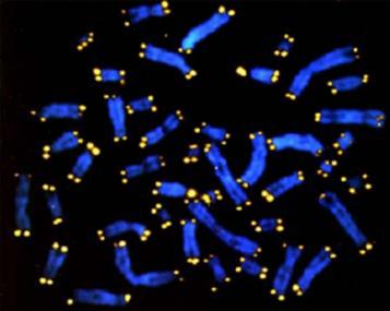 Telomeres are shown in yellow at the ends of chromosomes.