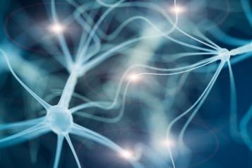 Neurons