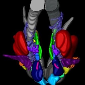 Digital image of the hypothalamus