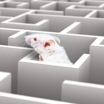 Mouse peering over the top of a maze